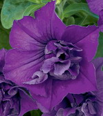 Петуния Сурфиния Дабл Блю Стар